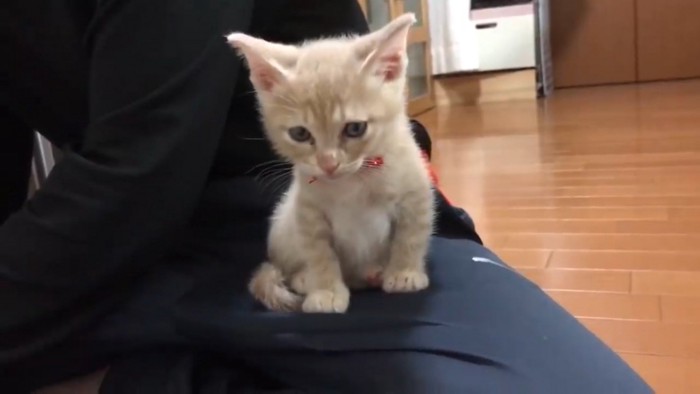 飼い主の膝の上に乗っている子猫