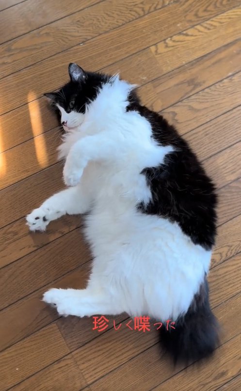 床の上で横になっている猫