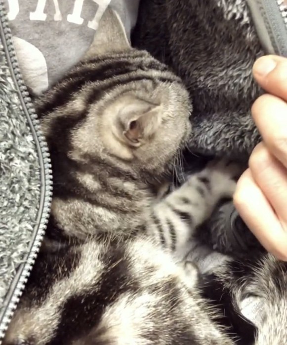 パパの胸に抱かれるアメリカンショートヘア