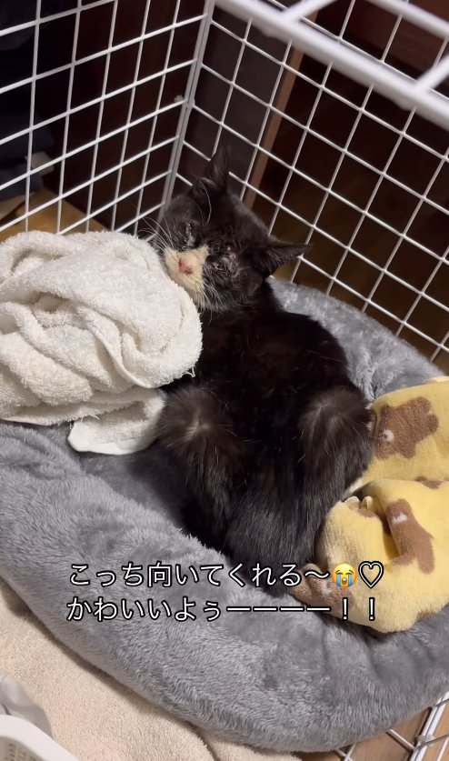 ケージの中からカメラを見つめる子猫