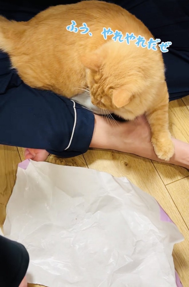 パパの足の間に座る茶トラ猫