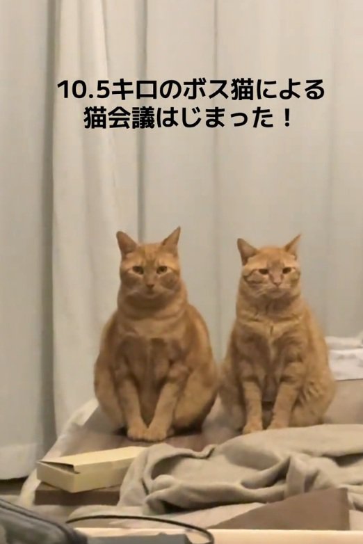 お座りする2匹の猫