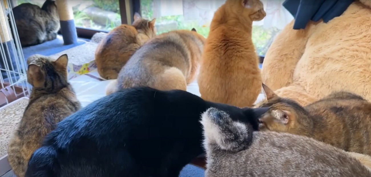 みんなで寄り添う犬と猫