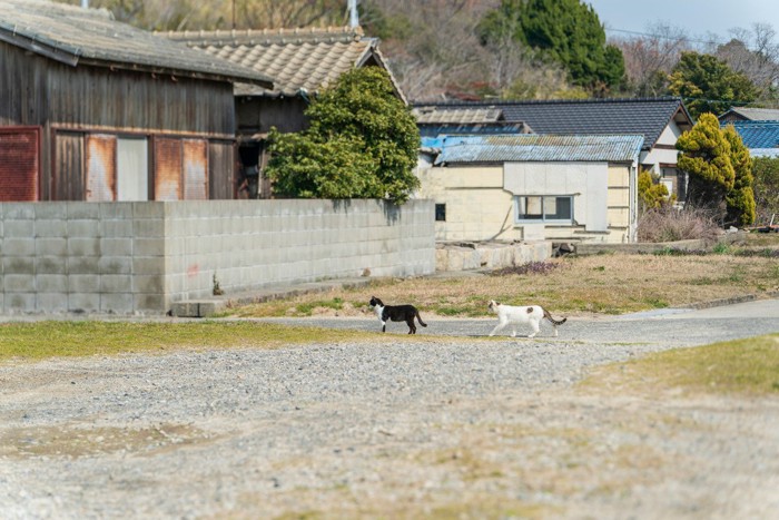 歩く2匹の猫