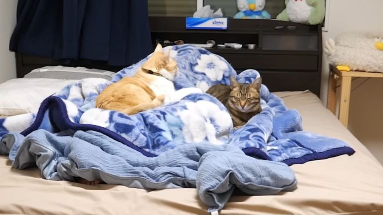 寝室に集まる猫