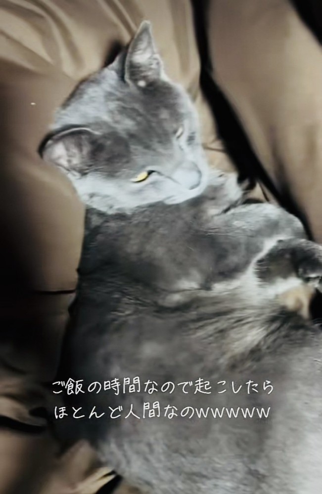 ママを見ながら瞬きする雑種猫