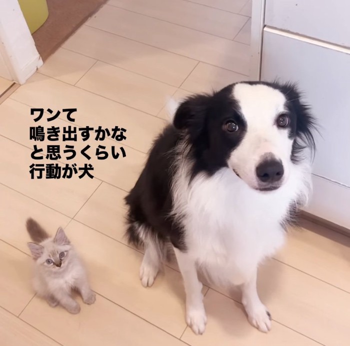 一緒にお座りする犬と子猫