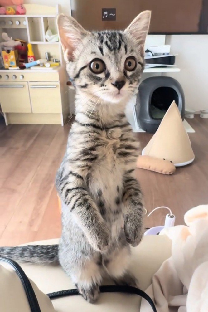 後ろ足で立つ猫