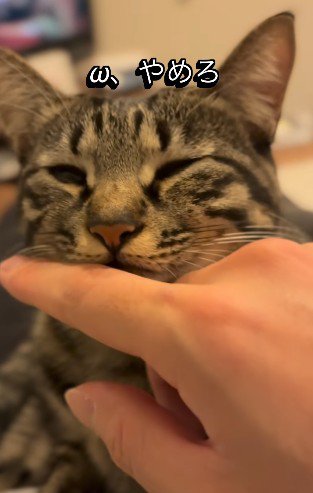 抗議する猫