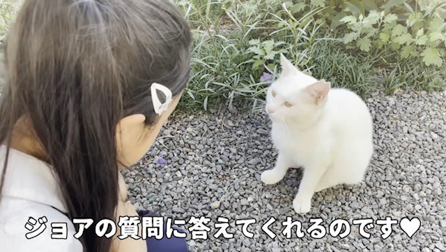 飼い主の娘の前に座る白猫