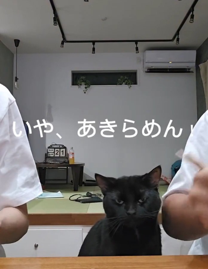 カメラ目線の猫