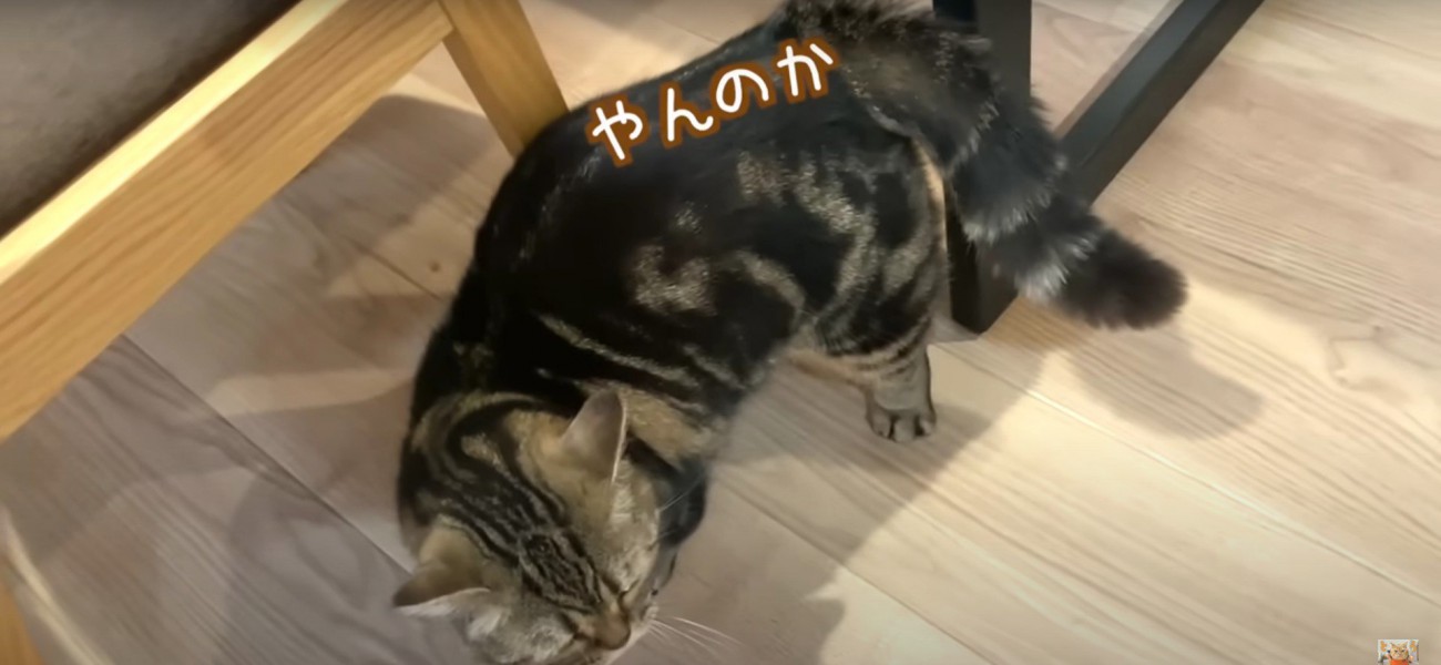 威嚇している猫