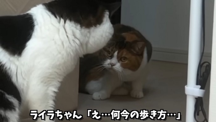 固まってしまうライラちゃん