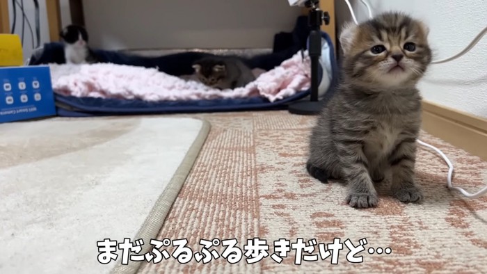 ひとりで座っている猫