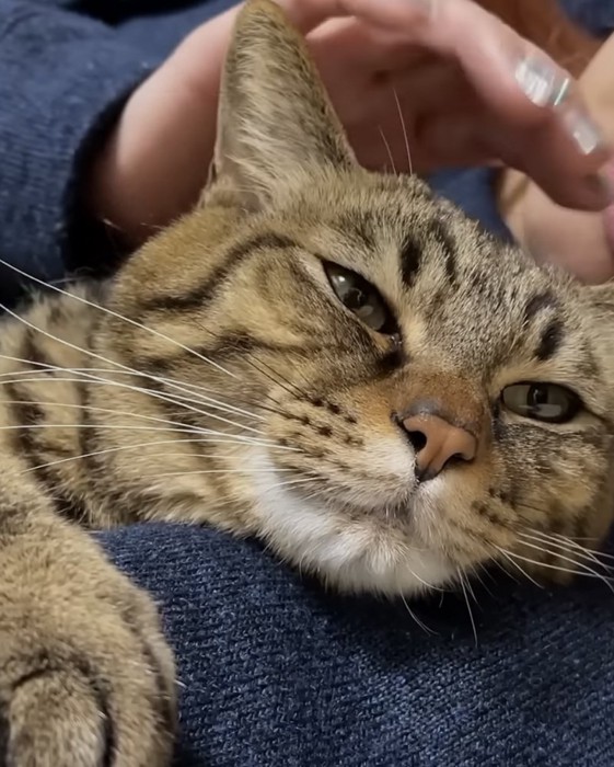 目を細める猫の写真