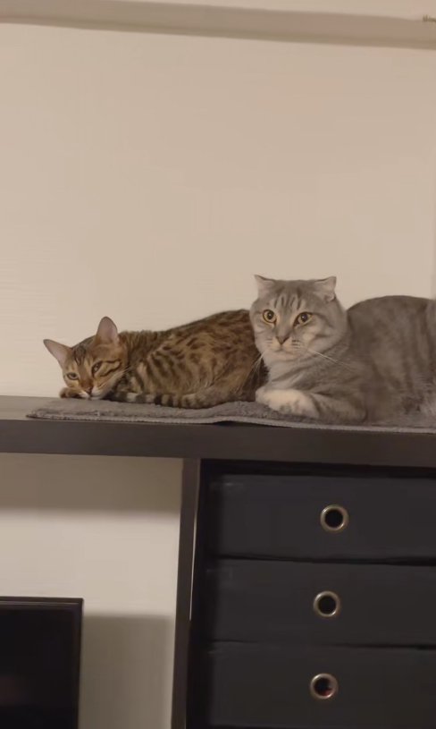 テレビ台の上でくつろぐ2匹の猫