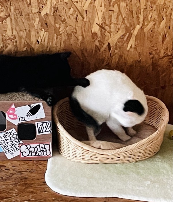 白黒猫に前足を伸ばす黒猫