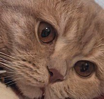 遠くをぼんやりと見つめる猫