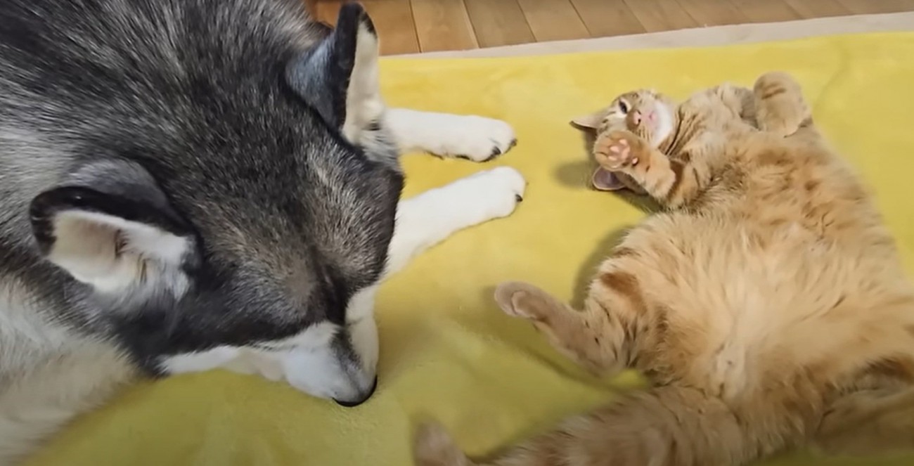 犬と子猫