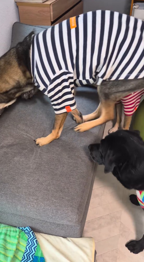 ソファの上に乗る青い服を着た犬