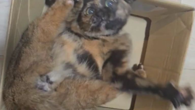 ダンボールに入っている猫