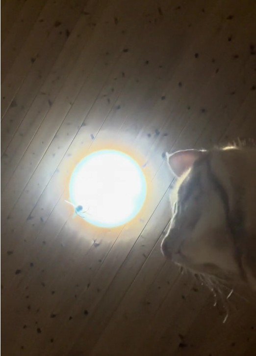 スマートフォンに映っている猫