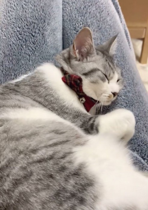 膝の上で安眠する猫