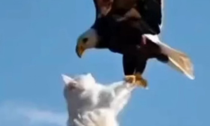 猫を捕らえたワシ