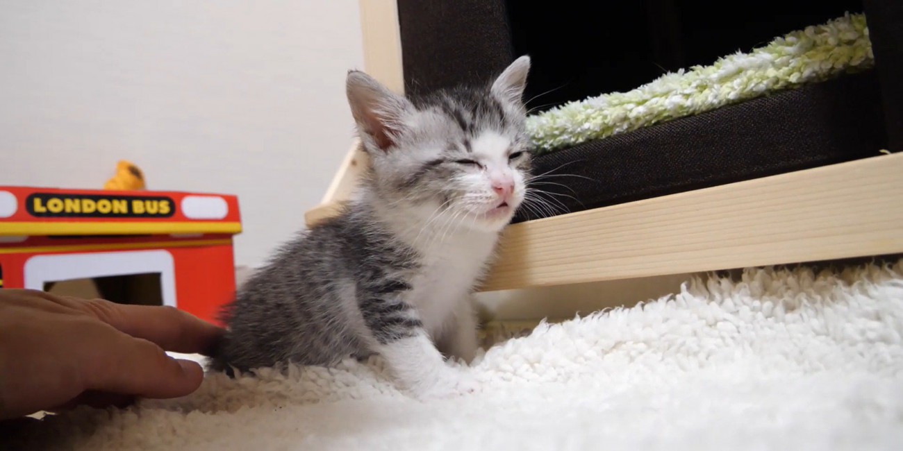 撫でられて目を閉じる猫