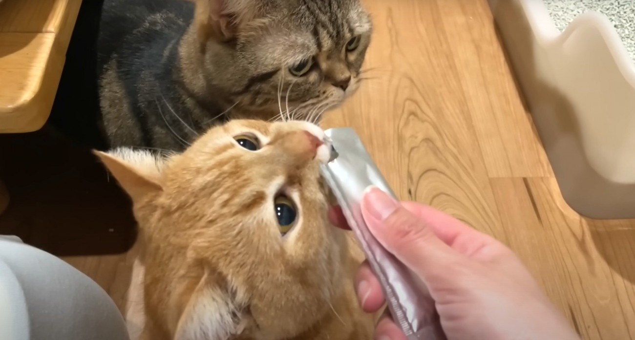おやつに群がる猫2匹