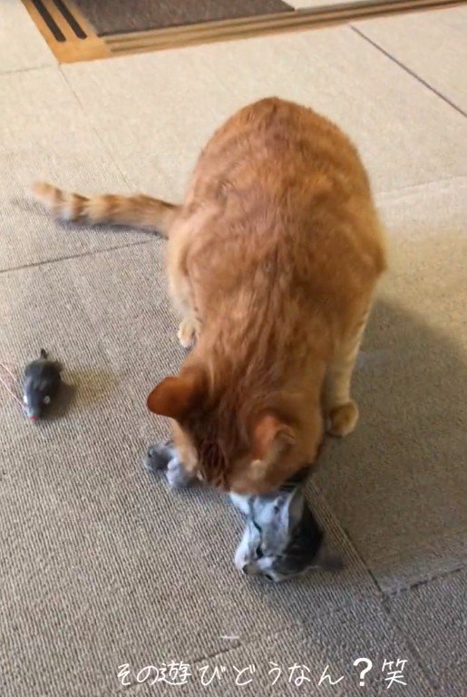 子猫の首元を舐めている大人の猫