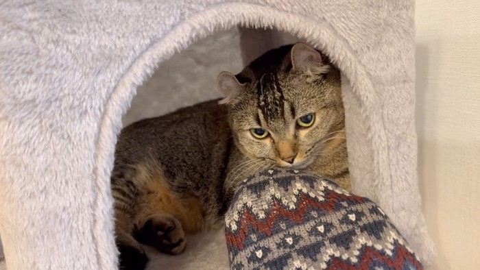 嗅ぐきんたろうくん