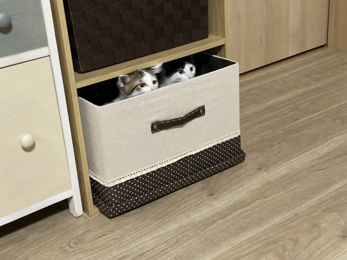箱からのぞいている2匹のねこ