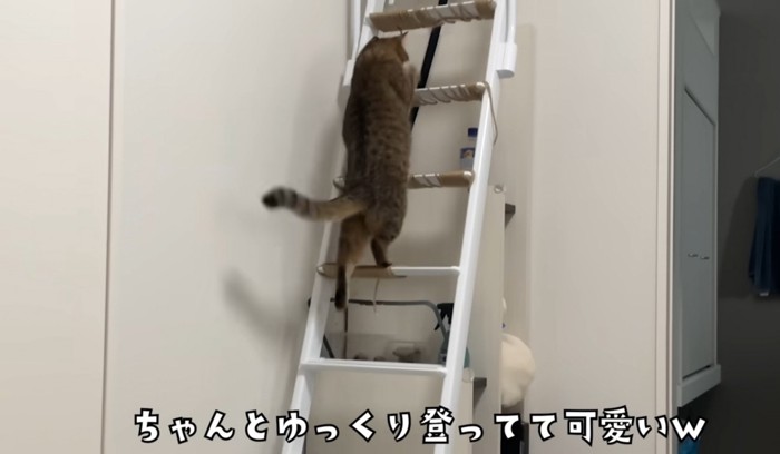 階段はしごを登る猫