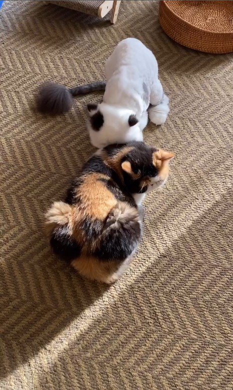 毛づくろいをしている猫