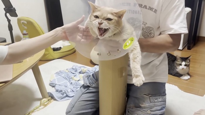 シャー