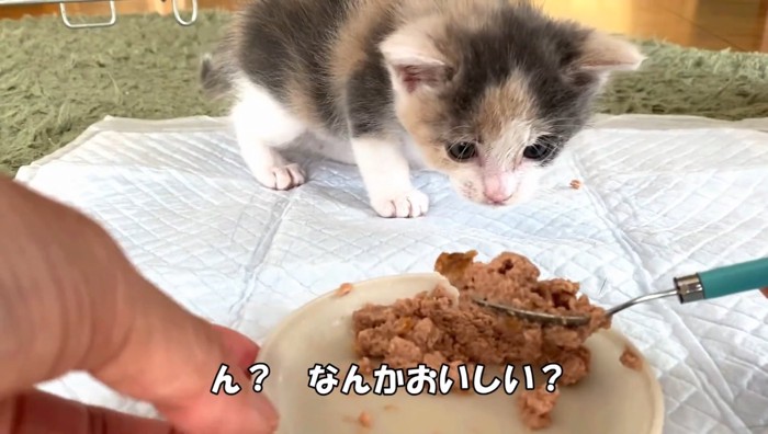 ん?なんかおいしい?