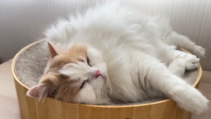 眠るレモンくん