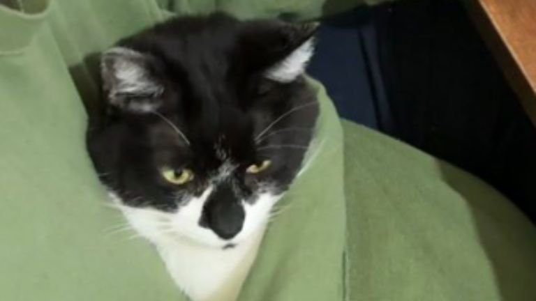 パジャマに入っている猫