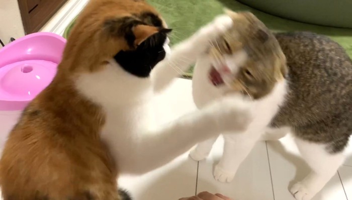 左から猫パンチ