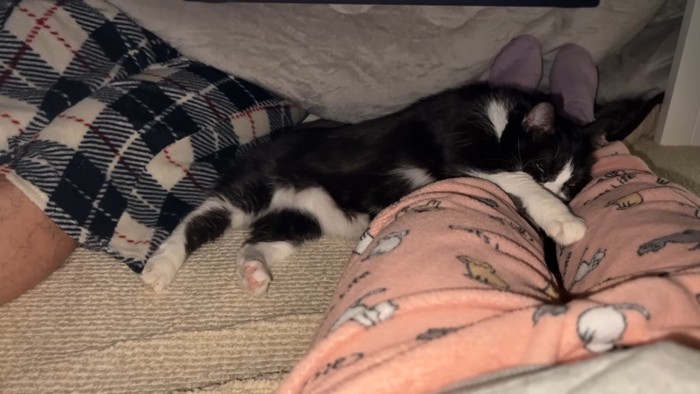 寝そべるまめちゃん