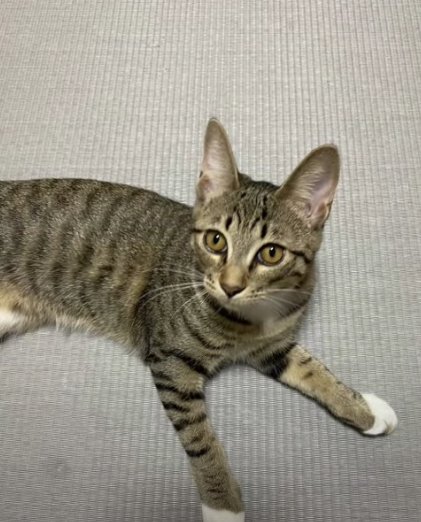 畳の上で正面を見ているキジトラ猫