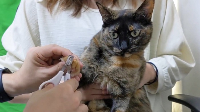 爪切りをされるサビ猫