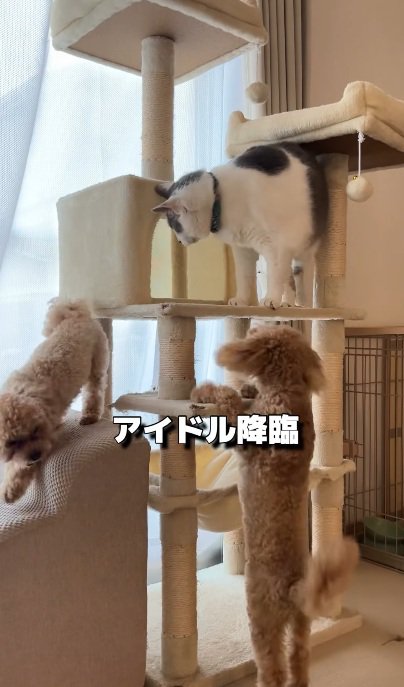 キャットタワーにいる猫にしっぽをふっている犬