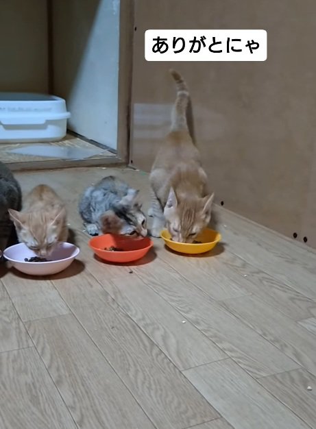 食べる猫
