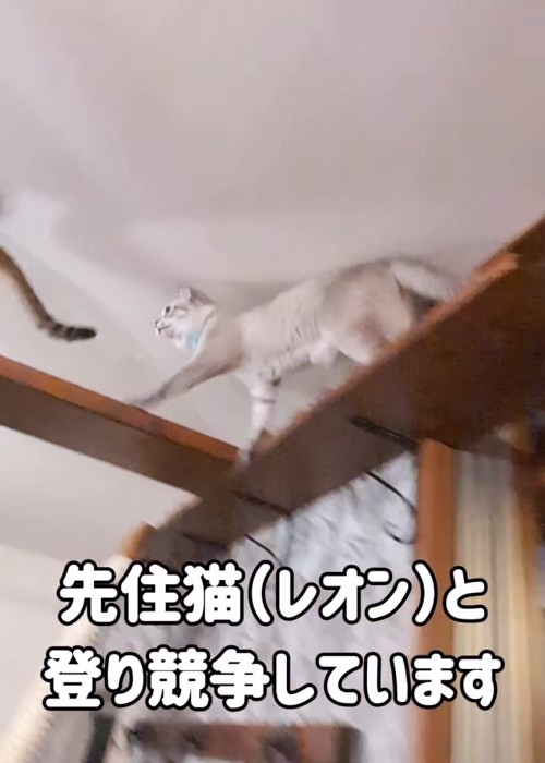 キャットウォークを歩く猫