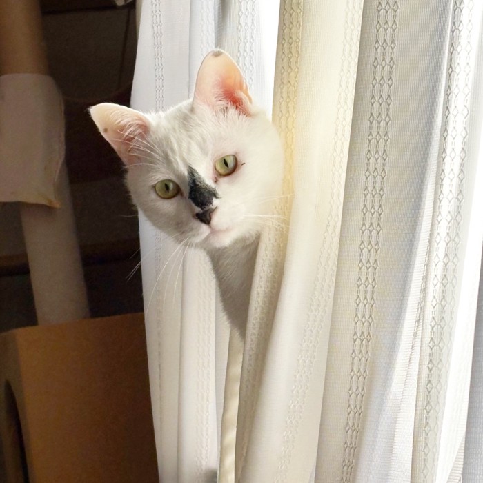 カーテンから顔を見せる猫