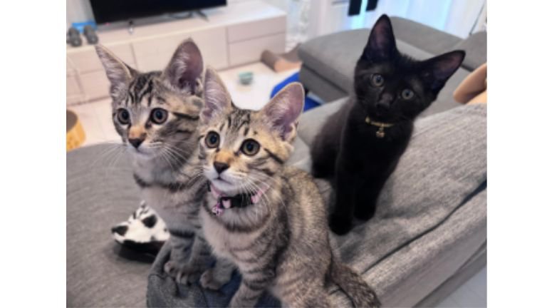 室内にいる猫