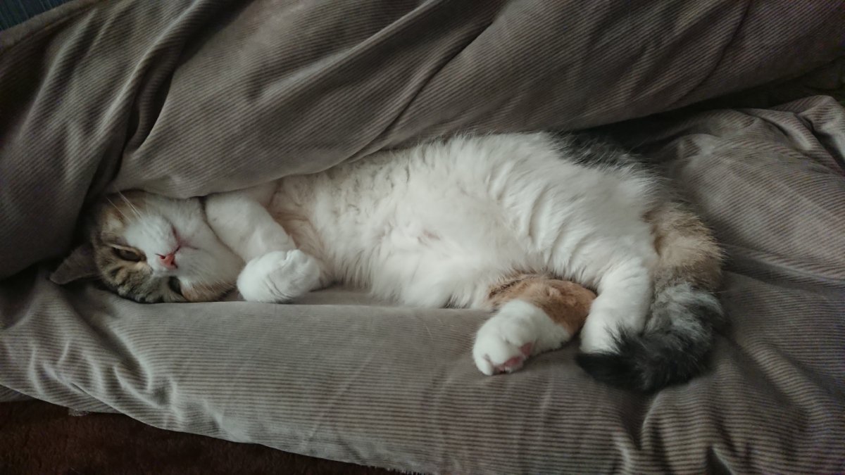 怠惰な猫