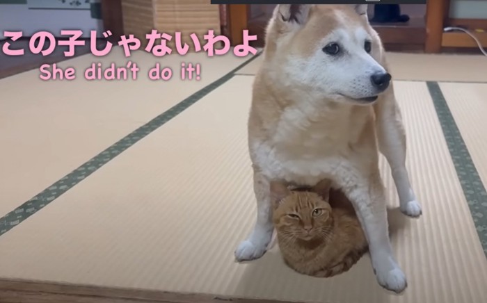 柴犬の体の下に伏せる猫(この子じゃないわよ)